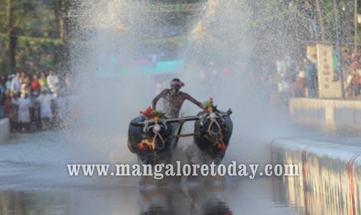 Devupoonje Sankupoonje Jodukare Kambala kicks off at Vamanjoor